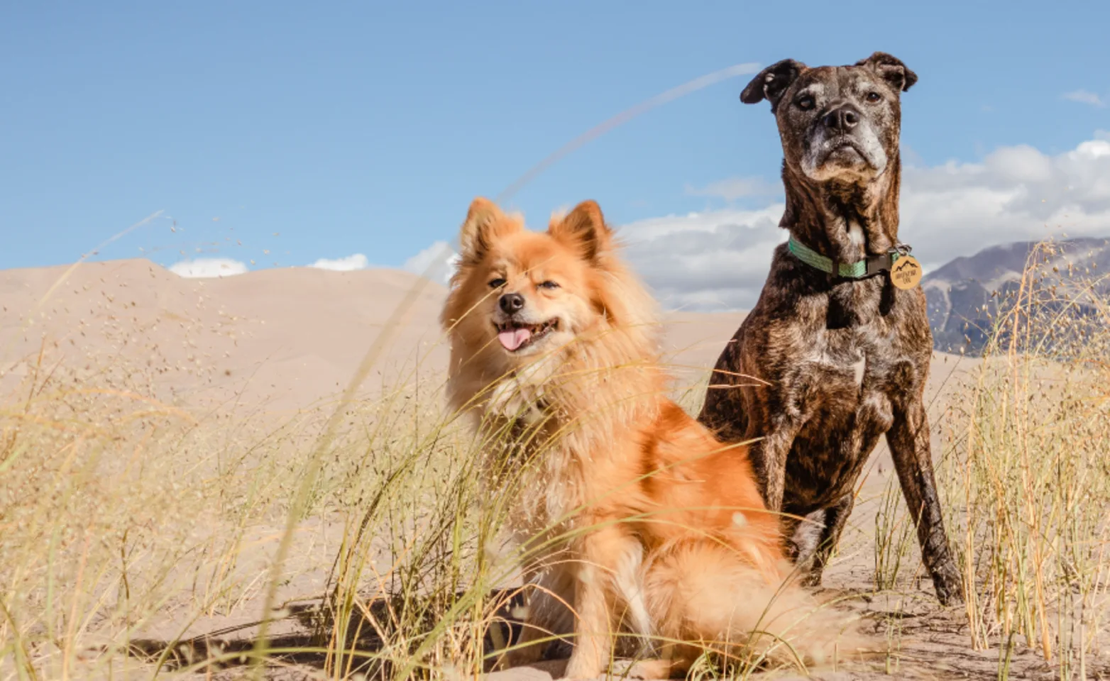 Two Dogs in Desert Two Dogs in Desert