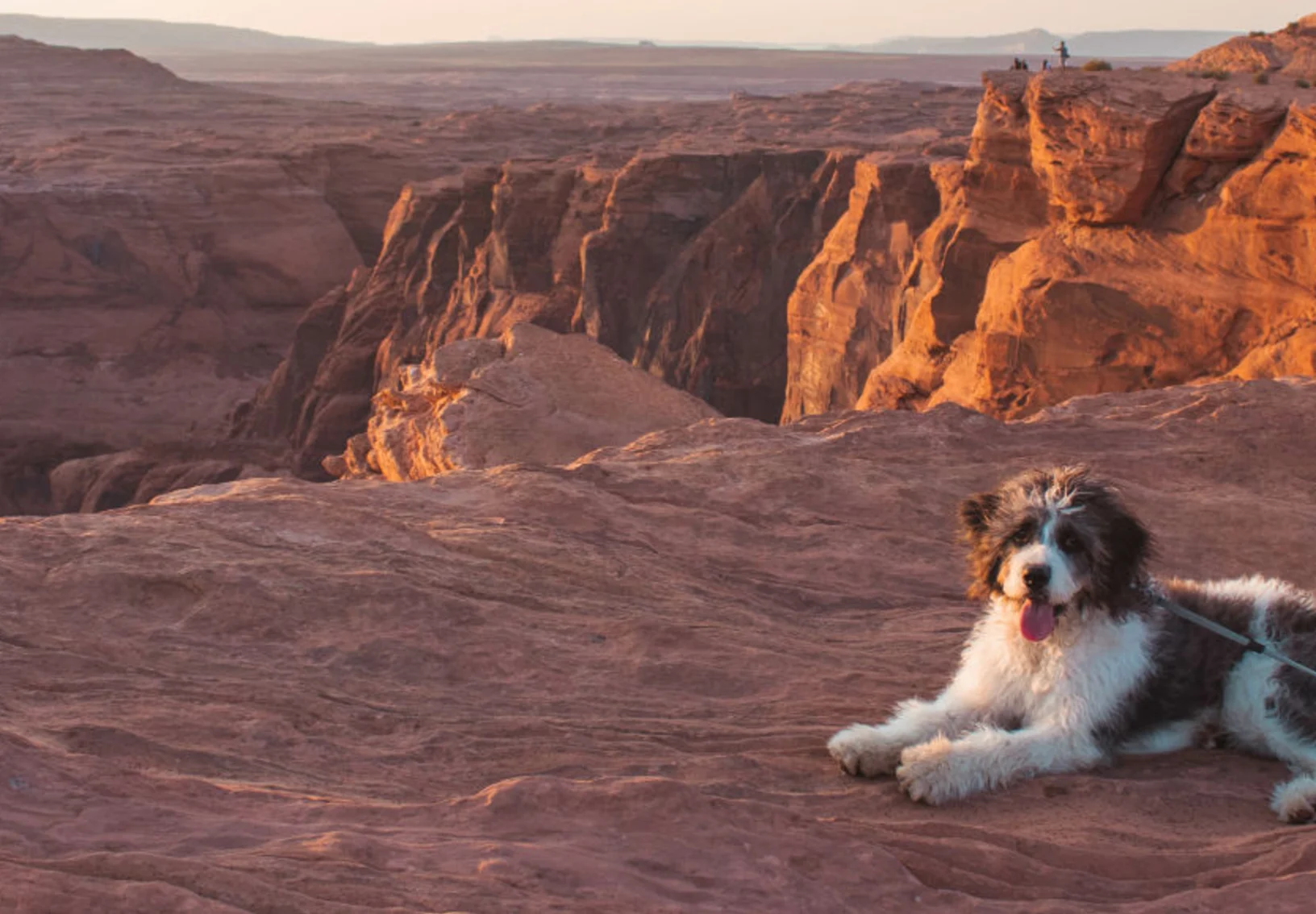 Dog Lying Down in Canyon During Sunset