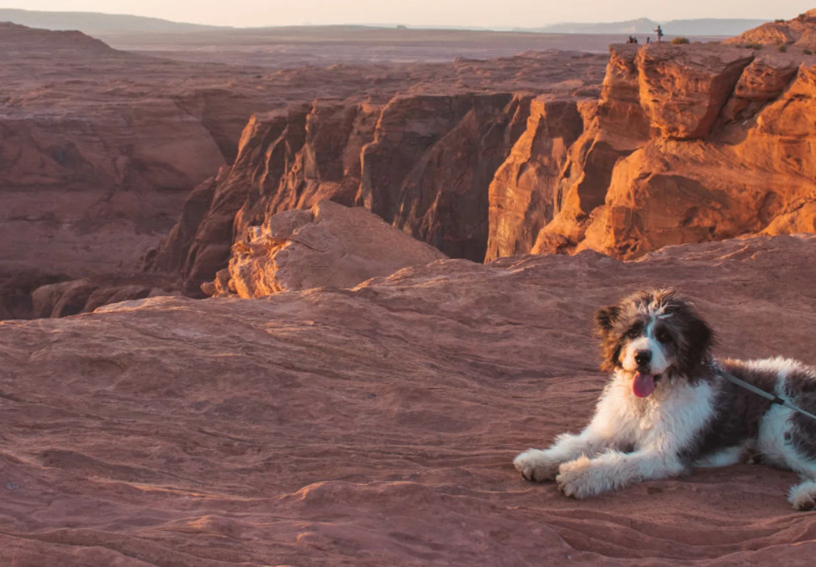 Dog Lying Down in Canyon During Sunset Dog Lying Down in Canyon During Sunset