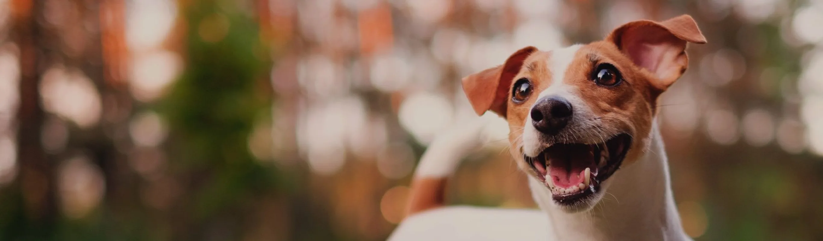 Small dog smiling. Small dog smiling.