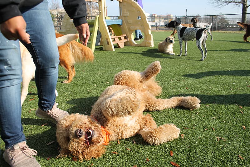 Curly haired dog laying down anticipating a belly rub