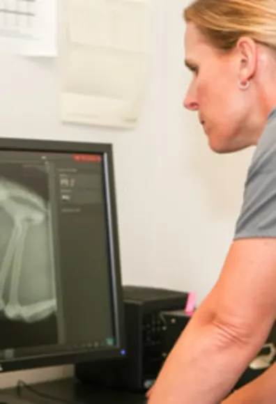 Veterinarian Examining an X-Ray at Islington Village Animal Hospital Veterinarian Examining an X-Ray at Islington Village Animal Hospital