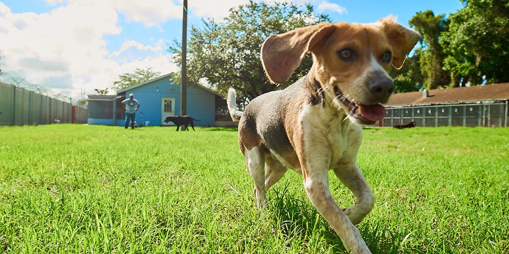Advantage Pet Center Play Area