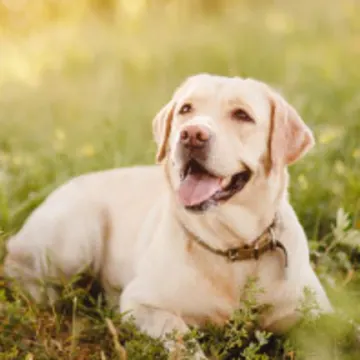 Lab on grass in nature and sun Lab on grass in nature and sun