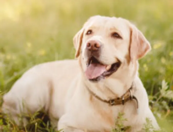 Lab on grass in nature and sun