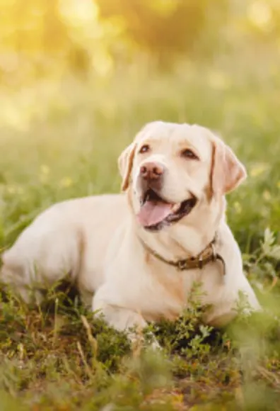 Lab on grass in nature and sun Lab on grass in nature and sun