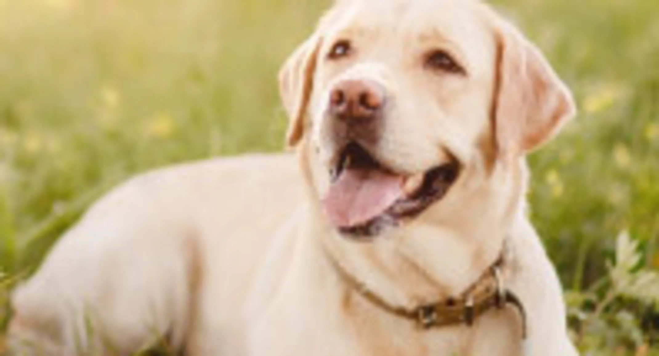 Lab on grass in nature and sun Lab on grass in nature and sun