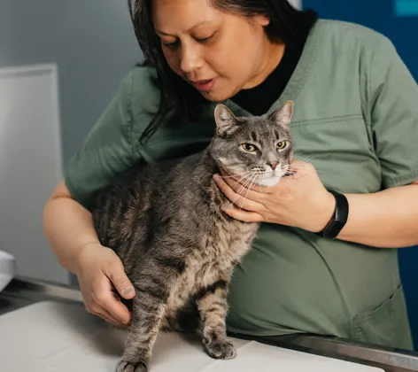 Staff member checking a brindle gray cat on a table Staff member checking a brindle gray cat on a table