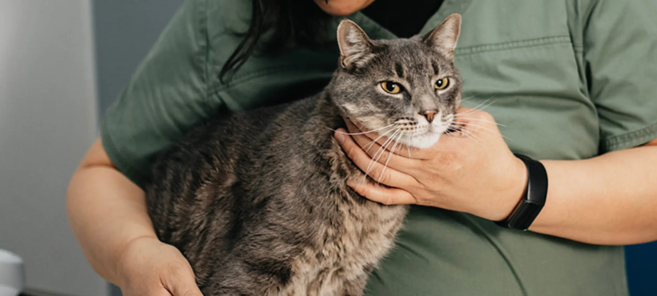 Staff member checking a brindle gray cat on a table Staff member checking a brindle gray cat on a table