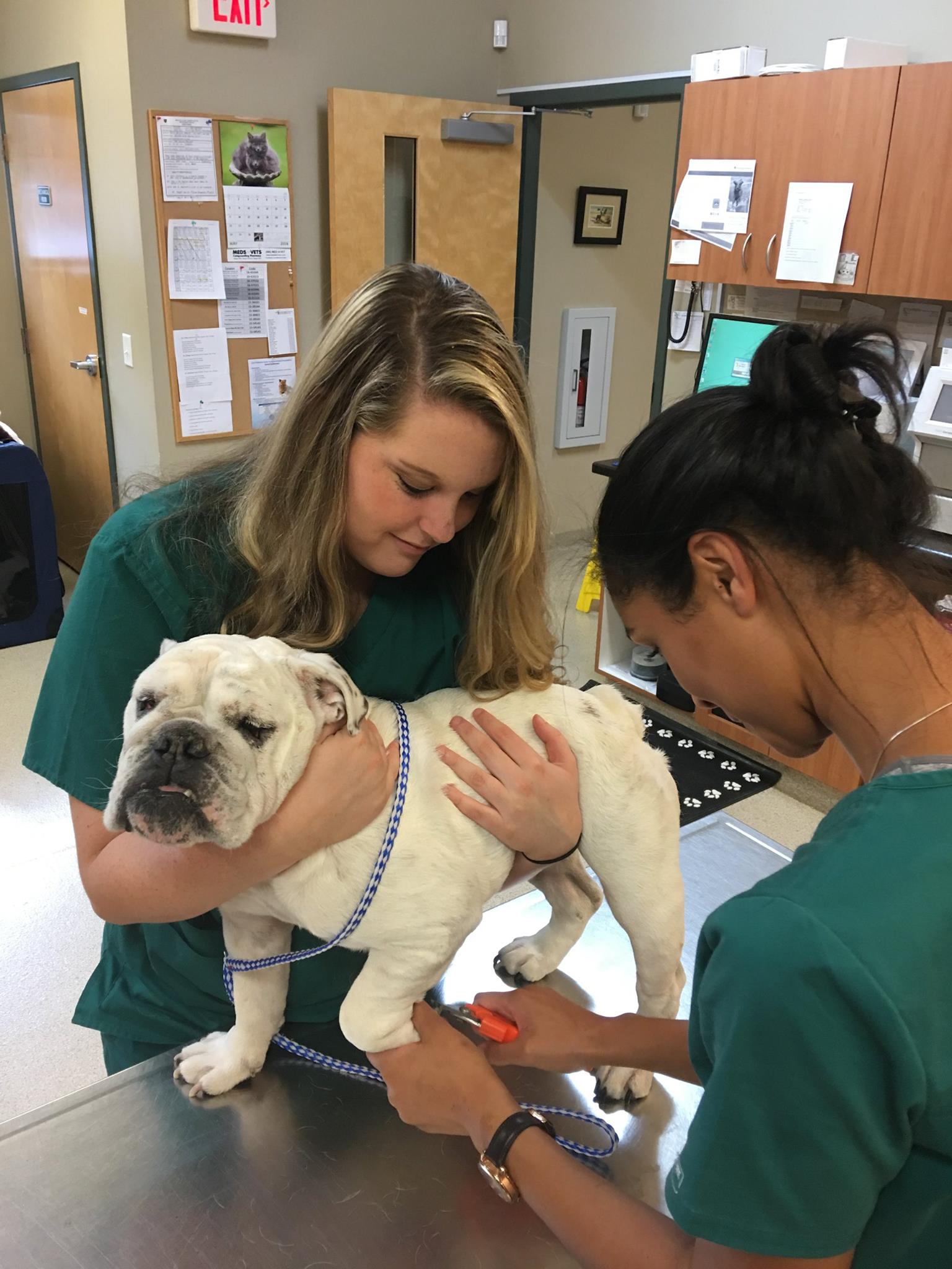 Dog on exam table