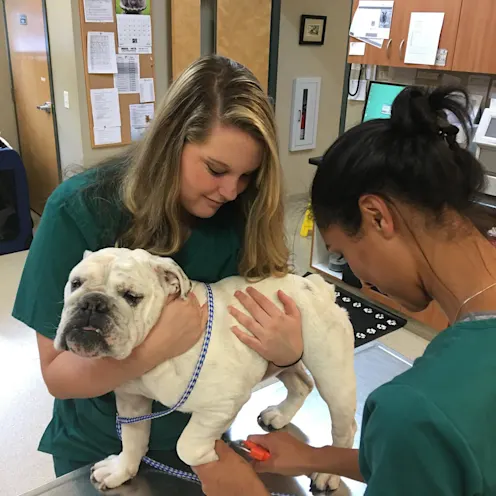 Dog on exam table Dog on exam table