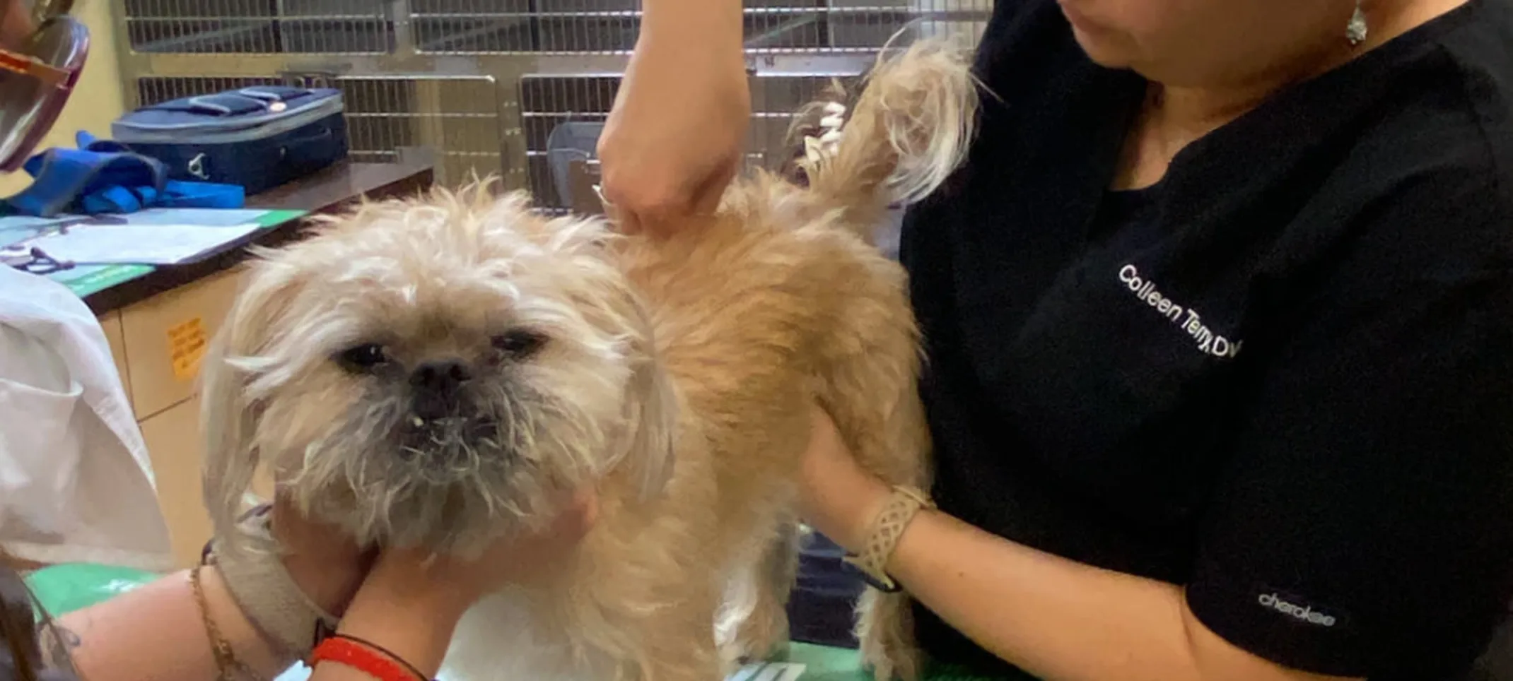 chiropractor and dog chiropractor and dog