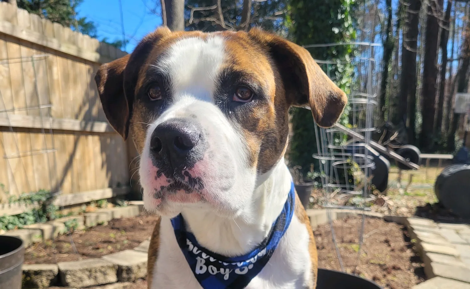 A dog with a bandana in a pot for plants A dog with a bandana in a pot for plants