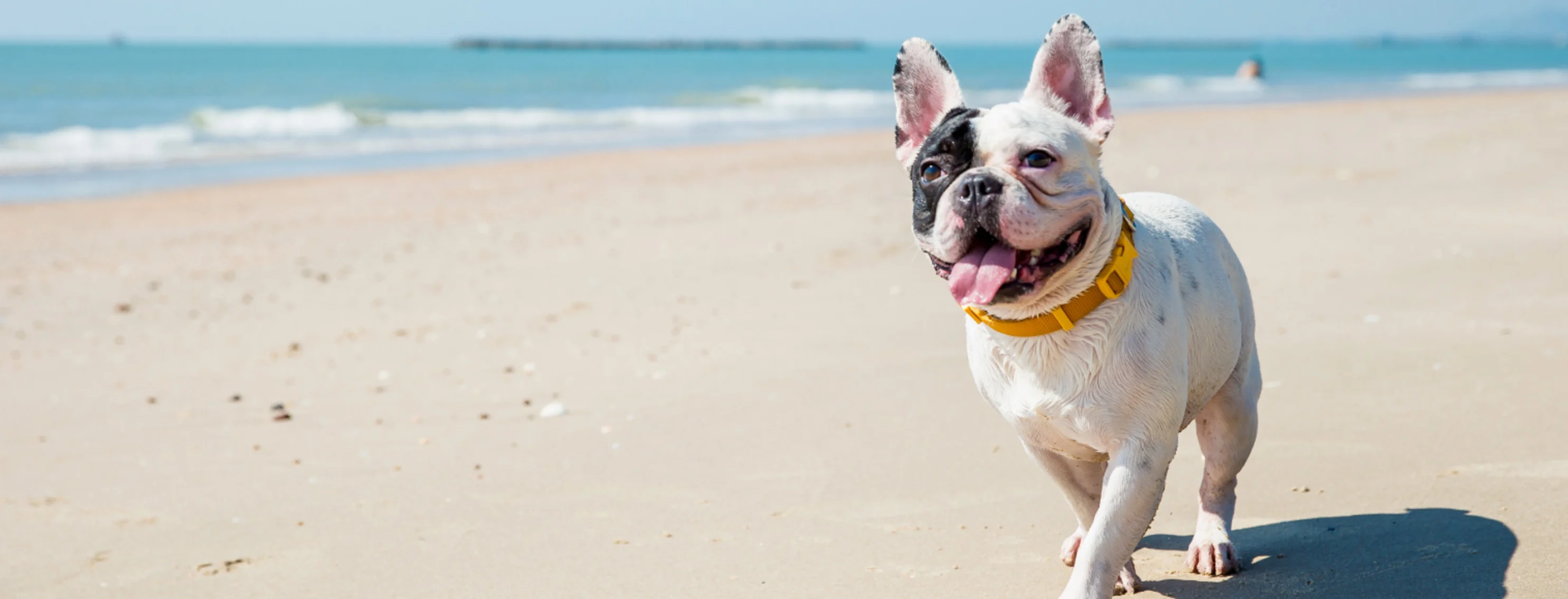 White dog walking on the sand along the coast of a beach with the ocean in the background. White dog walking on the sand along the coast of a beach with the ocean in the background.