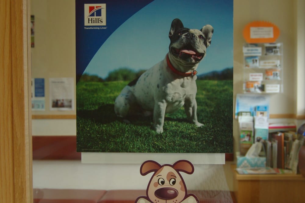 lobby at Kenmore Animal Hospital