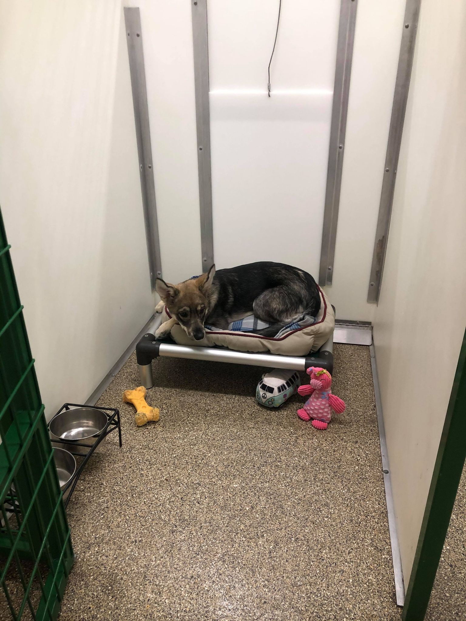 Boarding room with dog on dog bed