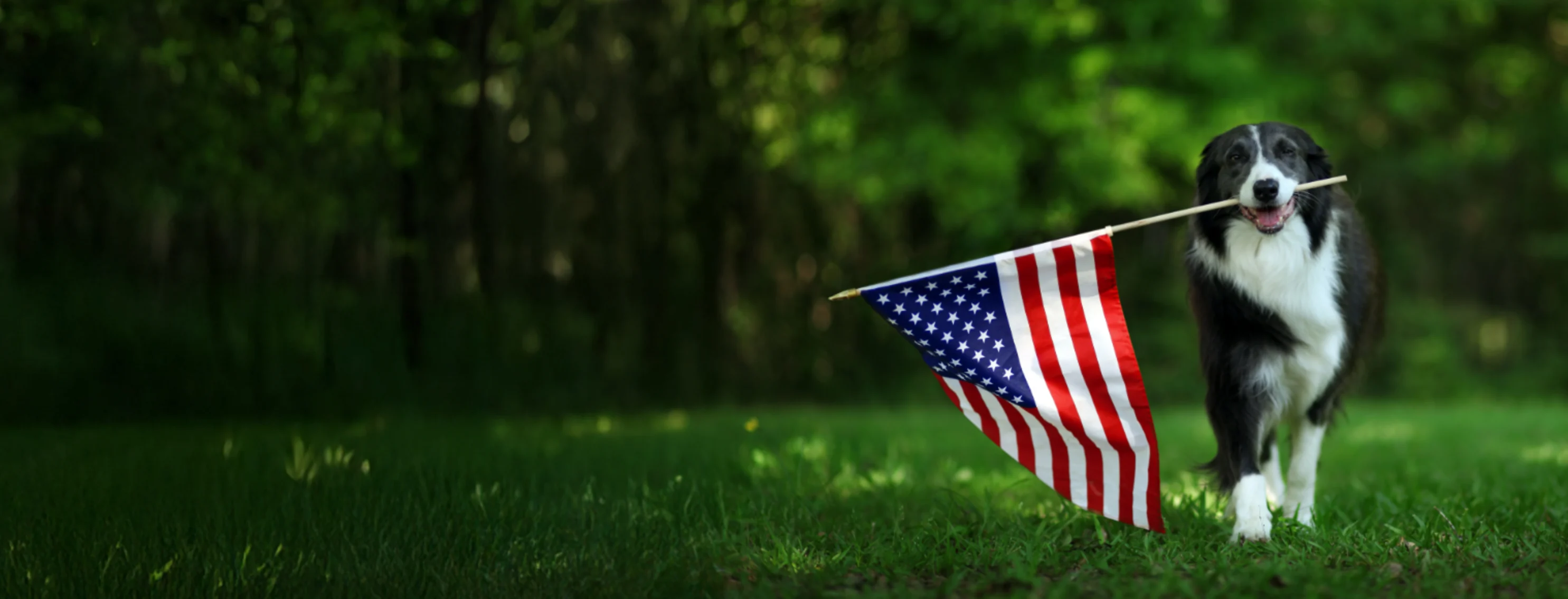 Dog Walking with American Flag in the Forest Dog Walking with American Flag in the Forest