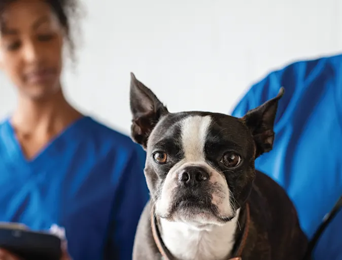Woman and man checking on dog with stethoscope Woman and man checking on dog with stethoscope