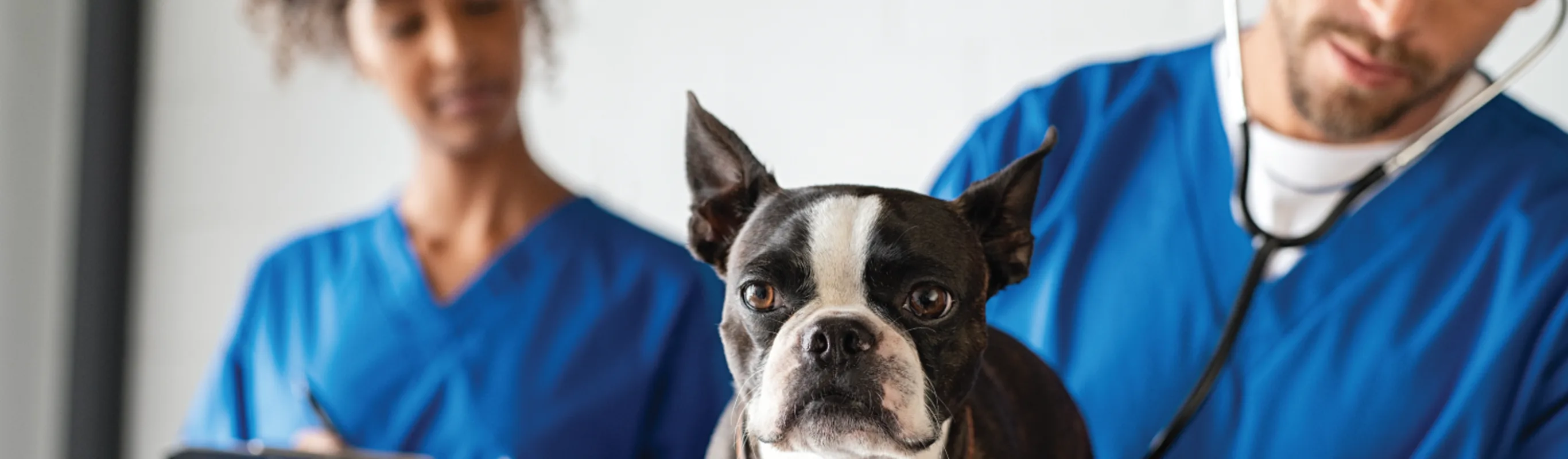 Woman and man checking on dog with stethoscope Woman and man checking on dog with stethoscope