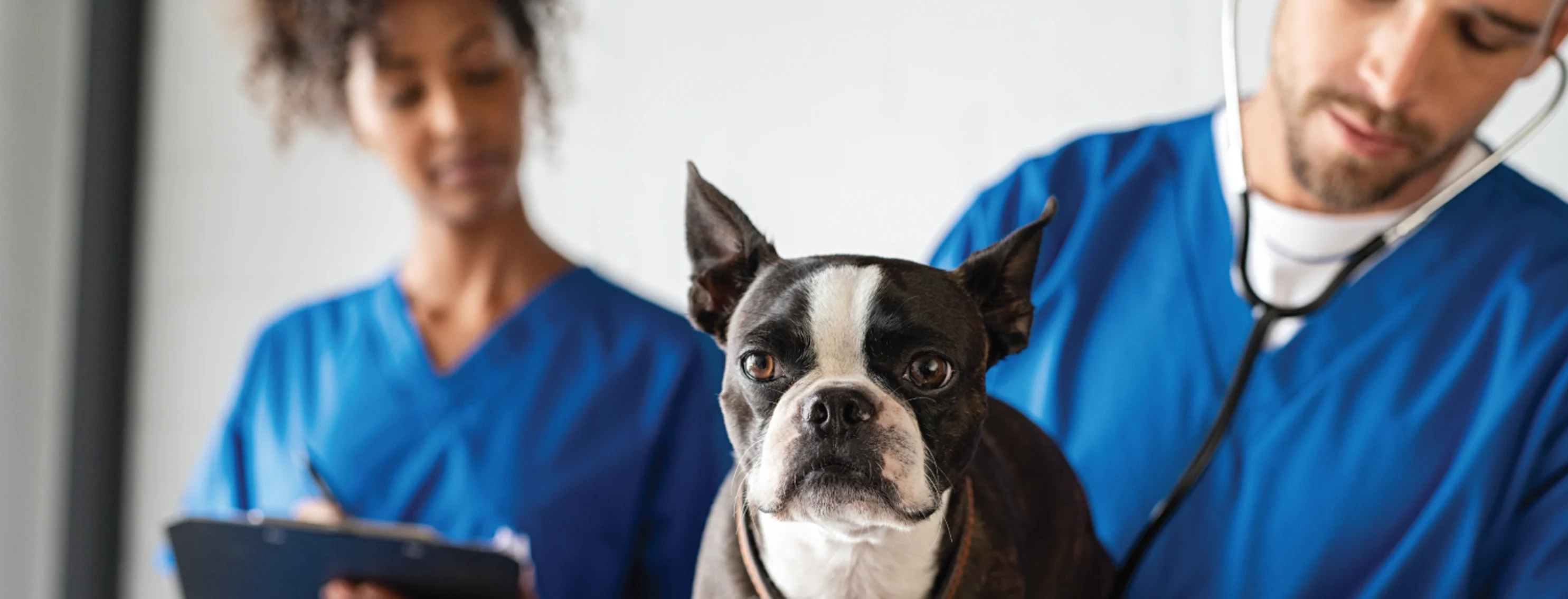 Woman and man checking on dog with stethoscope Woman and man checking on dog with stethoscope