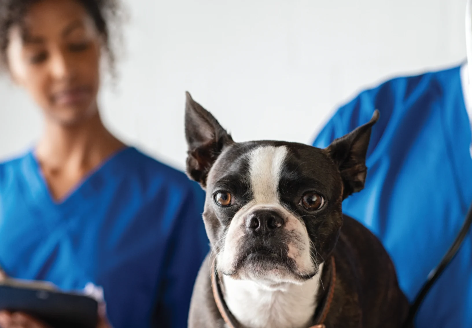 Woman and man checking on dog with stethoscope 