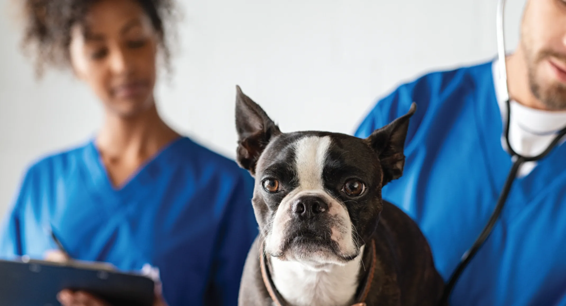 Woman and man checking on dog with stethoscope Woman and man checking on dog with stethoscope