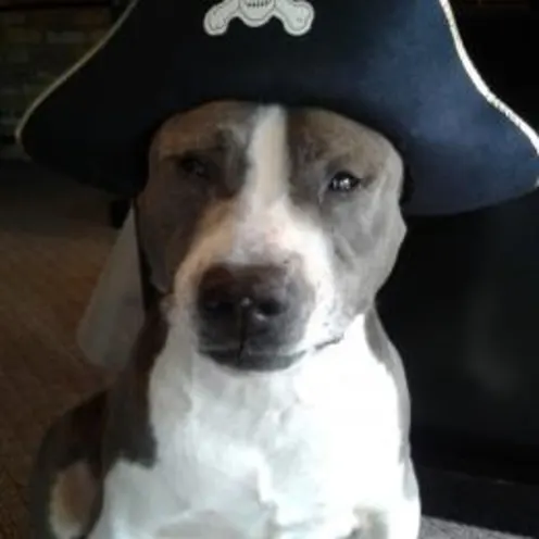 dog wearing a pirate hat
