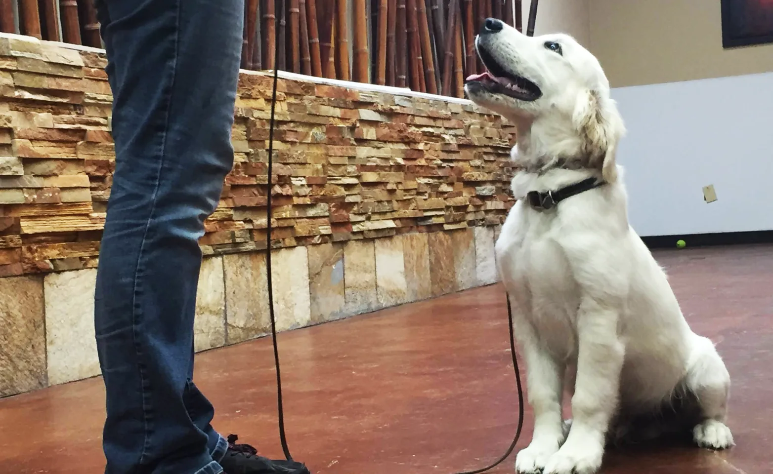 Dogs sitting listening