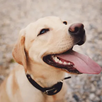 dog with tongue out dog with tongue out