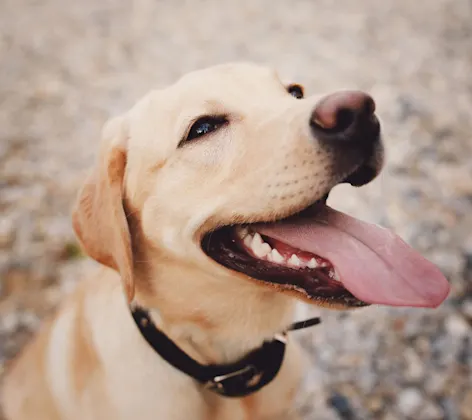 dog with tongue out