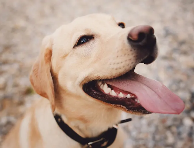 dog with tongue out dog with tongue out