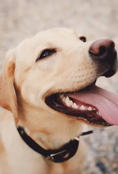 dog with tongue out