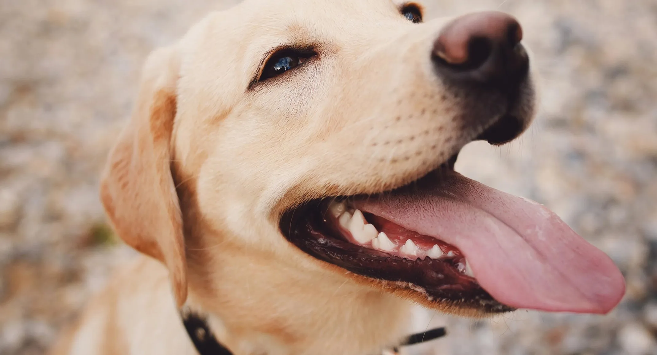 dog with tongue out dog with tongue out