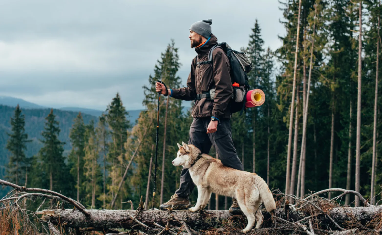 Man Hiking with Husky Man Hiking with Husky