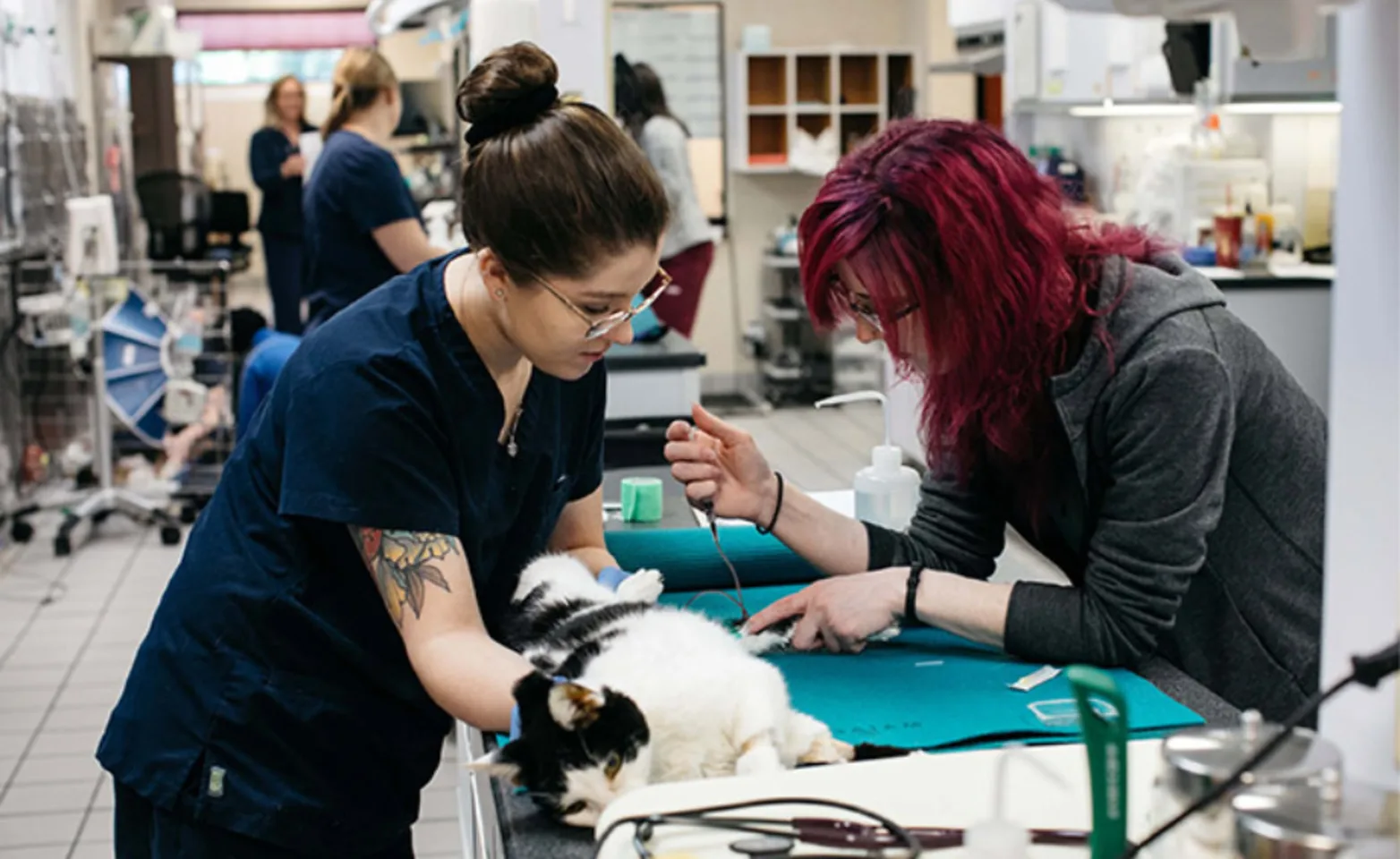 Two staff members caring for a black and white cat