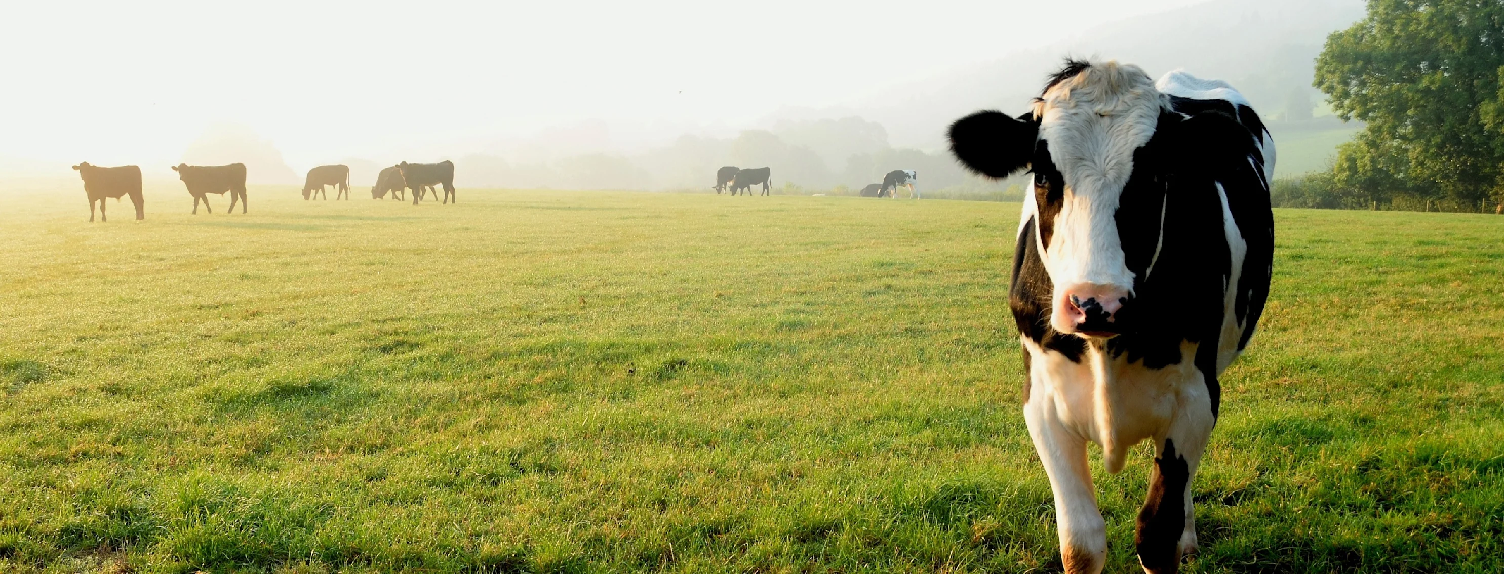 Cow in a grass area