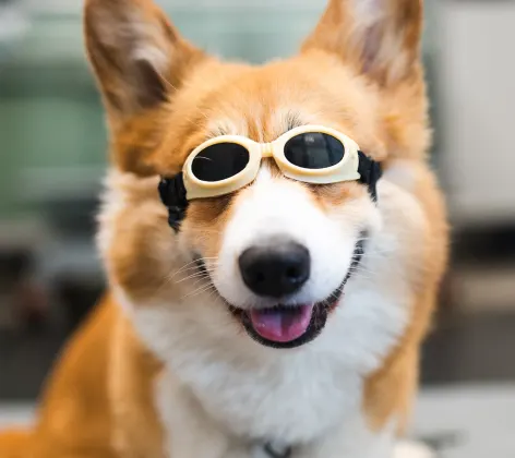 Corgi receiving laser therapy with goggles on