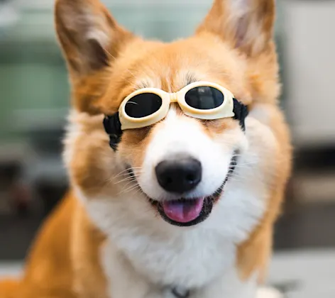 Corgi receiving laser therapy with goggles on