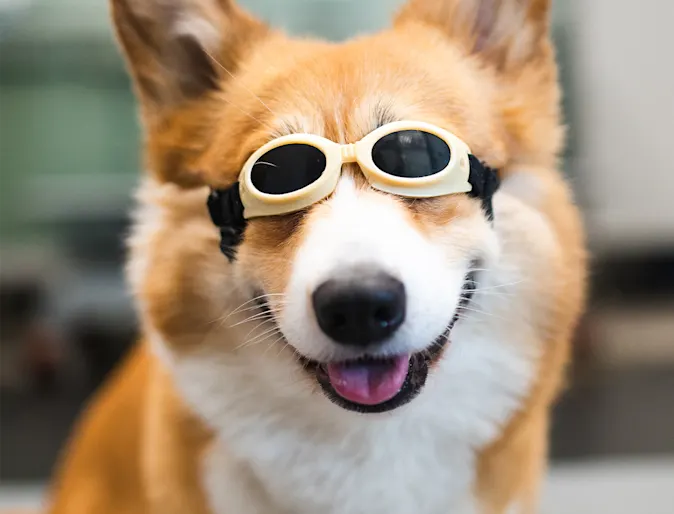 Corgi receiving laser therapy with goggles on Corgi receiving laser therapy with goggles on