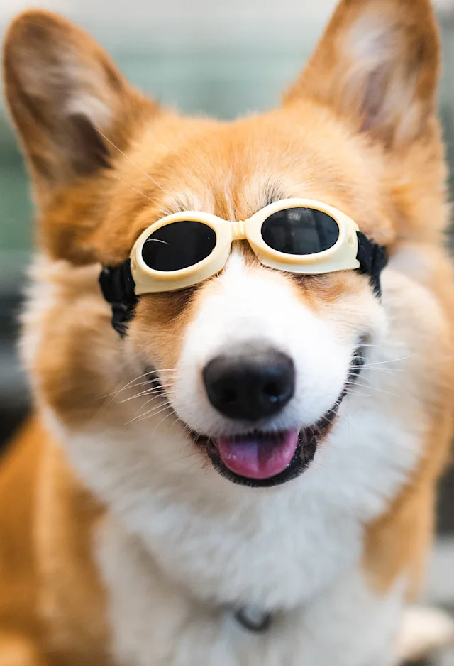 Corgi receiving laser therapy with goggles on Corgi receiving laser therapy with goggles on
