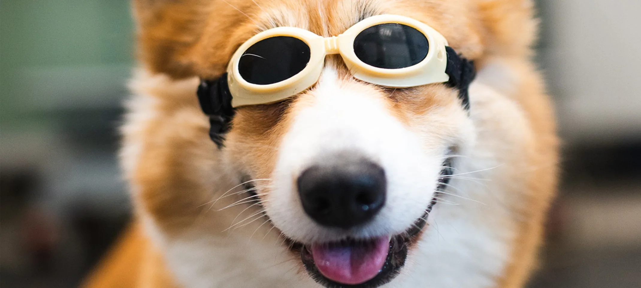 Corgi receiving laser therapy with goggles on