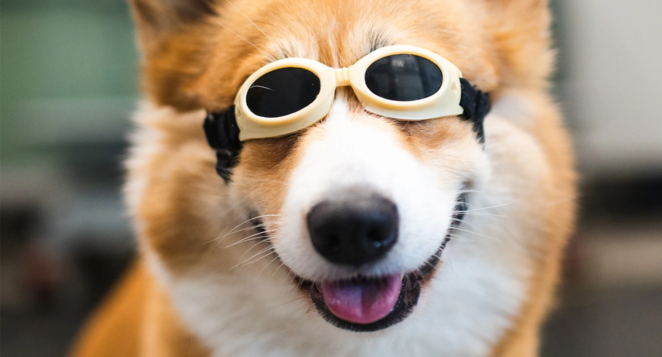 Corgi receiving laser therapy with goggles on Corgi receiving laser therapy with goggles on
