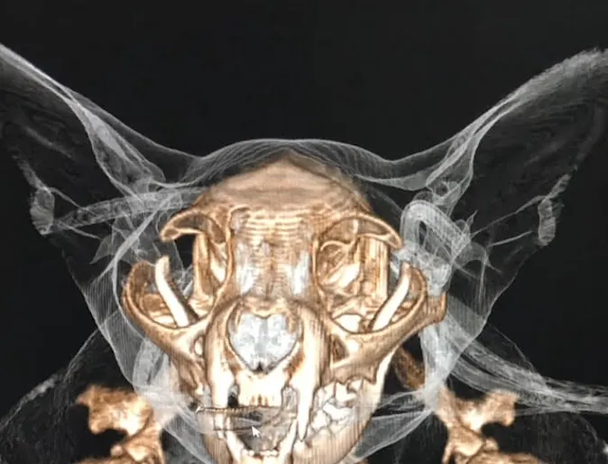 Advanced imaging services Advanced imaging services