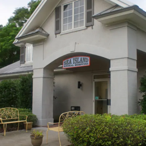 Sea Island Animal Hospital Entrance Sea Island Animal Hospital Entrance