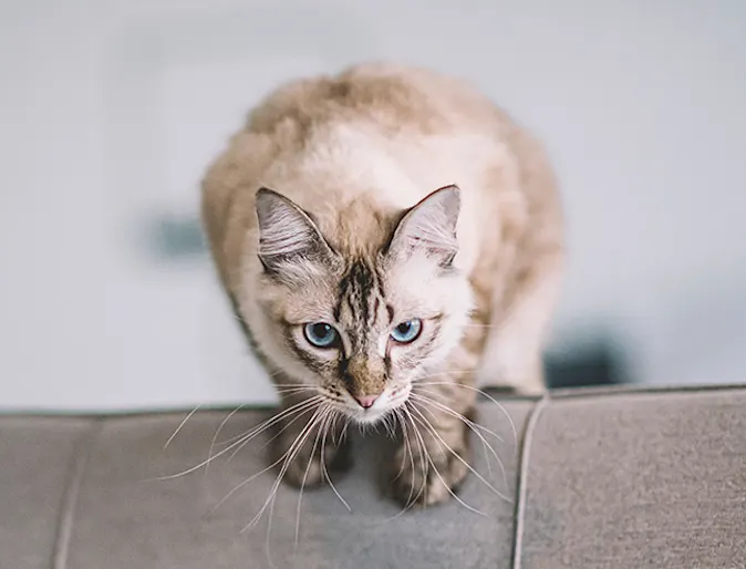 Cat on a couch Cat on a couch