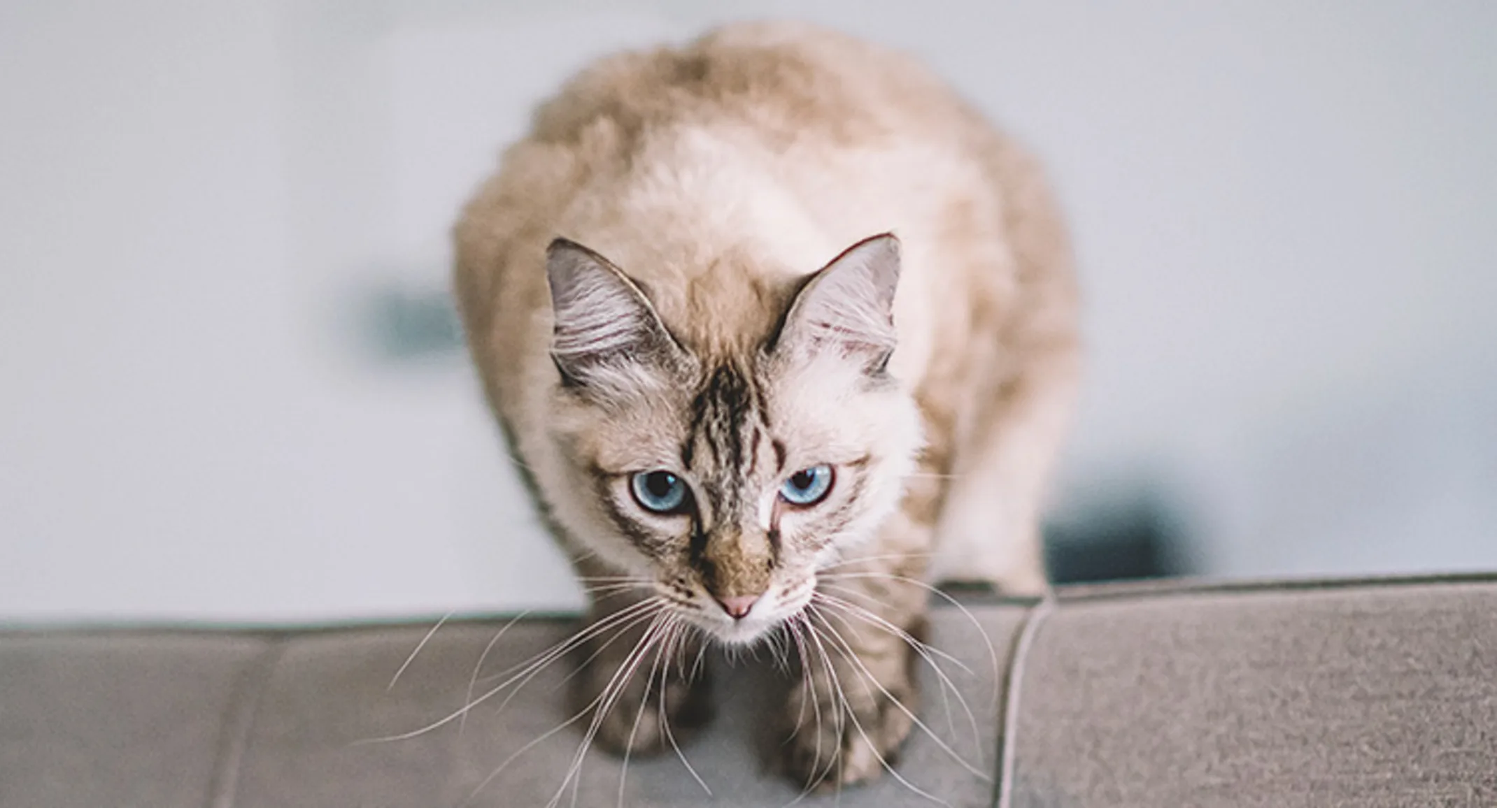 Cat on a couch Cat on a couch