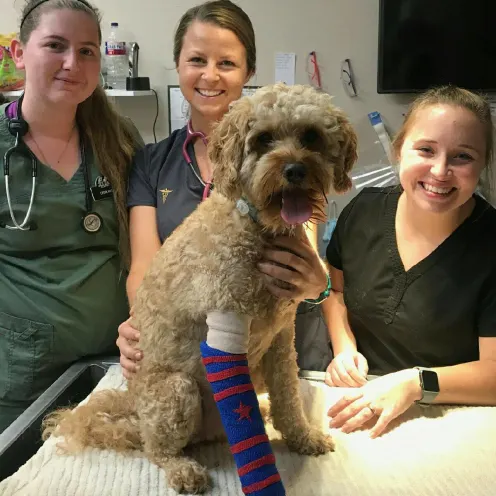 Vets with a dog with cast on