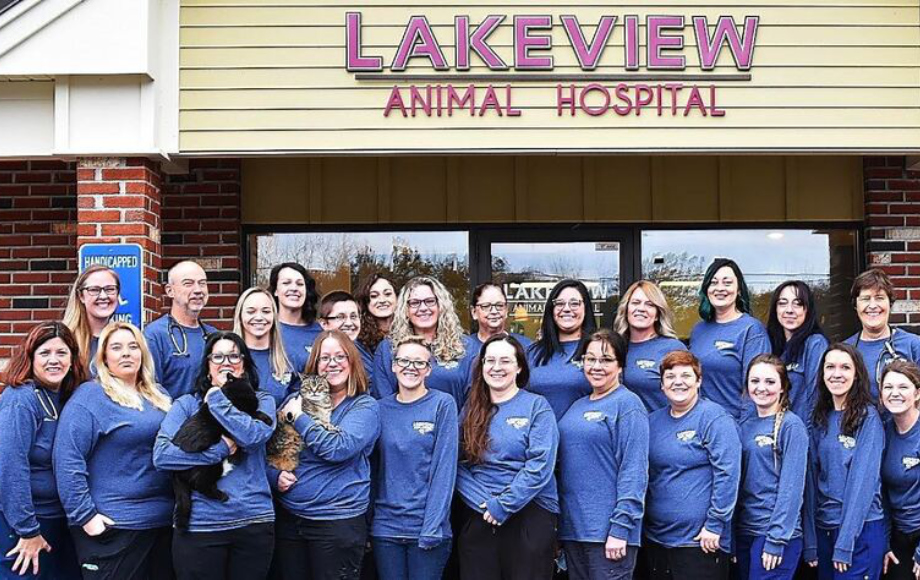 Vca lakeview animal sales hospital