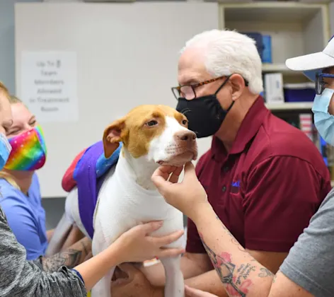 Massage Therapy at Animal Medical Center of Hattiesburg.