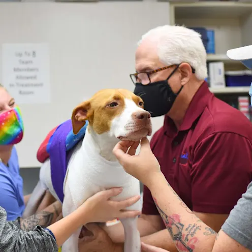 Massage Therapy at Animal Medical Center of Hattiesburg. Massage Therapy at Animal Medical Center of Hattiesburg.